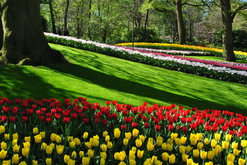 Wiosenny kolorowy ogród - obrazy, fototapety, plakaty