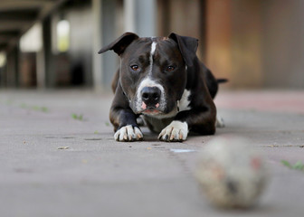 American staffordshire terrier