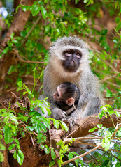 Fototapeta premium Vervet Monkeys