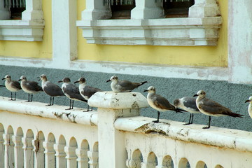 gaviotas paradas