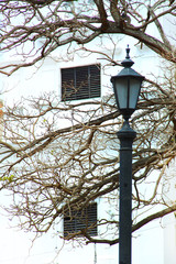 poste de alumbrado con ramas secas