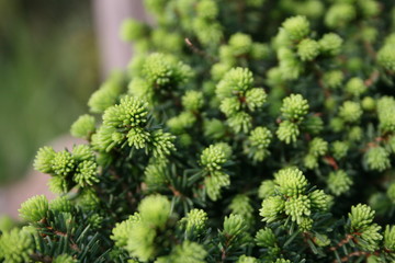 green plant background