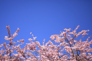 Rosa Blütenzweige vor blauem Himmel mit Platz für Text