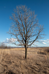 tree in the field