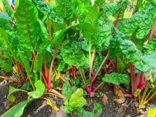 Red and yellow swiss chard leaves at organic gardens - Organic produce in the home made vegetable garden