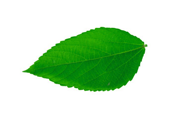Green leaves, leaf isolated on white background Texture