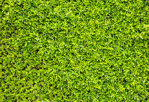 Decorative plants wall in a garden