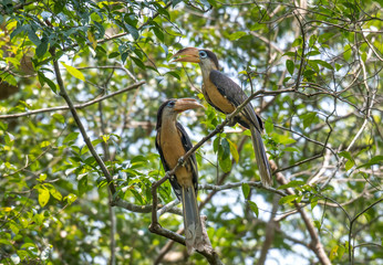 Austen's Brown Hornbill Dribble in Khao Yai National Park, Thailand