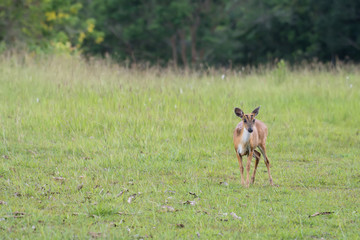 Barking Deer in the grass fields in Khao Yai National Park, Thailand