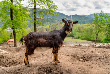 Dark Brown goat standing in the field looking in the cam