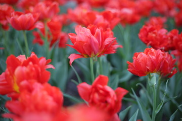 the red tulip is allocated against the background of other flowers. macrophoto