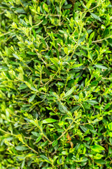 Decorative plants wall in a garden