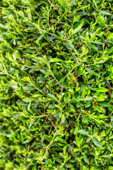 Decorative plants wall in a garden