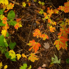autumn leaves on grass