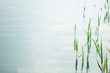 green floral plant background with copy space