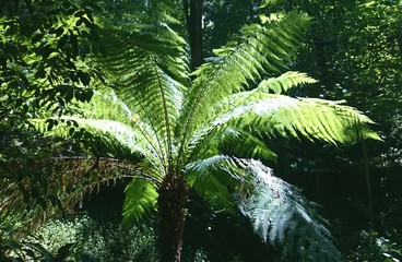 Tree fetus in Bussaco park, Portugal