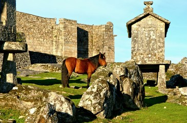 Horse near Lindoso granaries in National Park of Peneda Geres