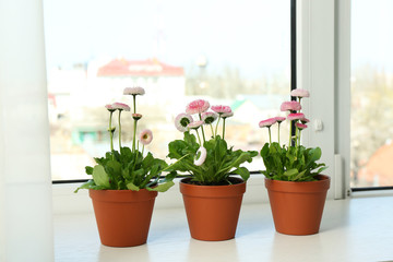 Beautiful blooming daisies in pots on window sill. Spring flowers