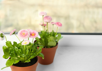 Fototapeta na wymiar Beautiful blooming daisies in pots on window sill, space for text. Spring flowers