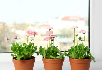 Beautiful blooming daisies in pots on window sill, space for text. Spring flowers