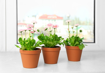 Beautiful blooming daisies in pots on window sill. Spring flowers