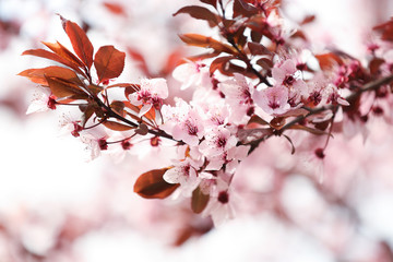 Closeup view of tree branches with tiny flowers outdoors. Amazing spring blossom