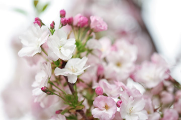 Closeup view of tree branch with tender flowers outdoors. Amazing spring blossom