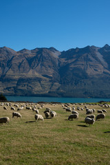 Sheep in a field in New Zealand with a view of the mountains