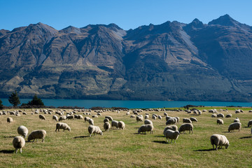 Sheep in a field in New Zealand with a view of the mountains
