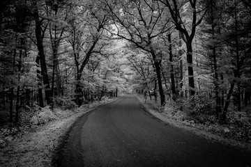 road in winter forest