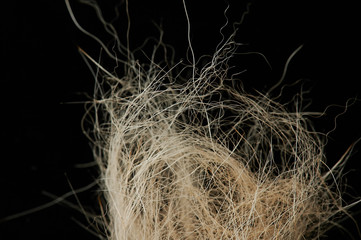 Messy animal hair