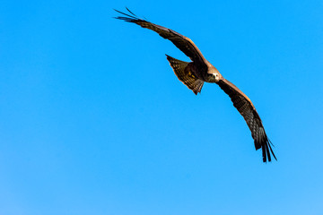 Flying red kite (Milvus milvus)