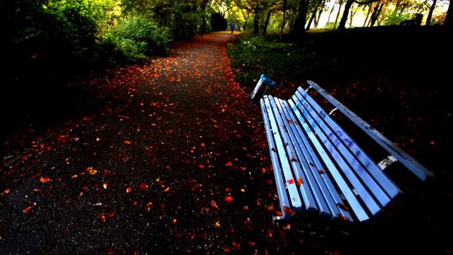 Autumnal Impressions from City Park (Fennsee) in Berlin Wilmersdorf from October 25, 2016, Germany 