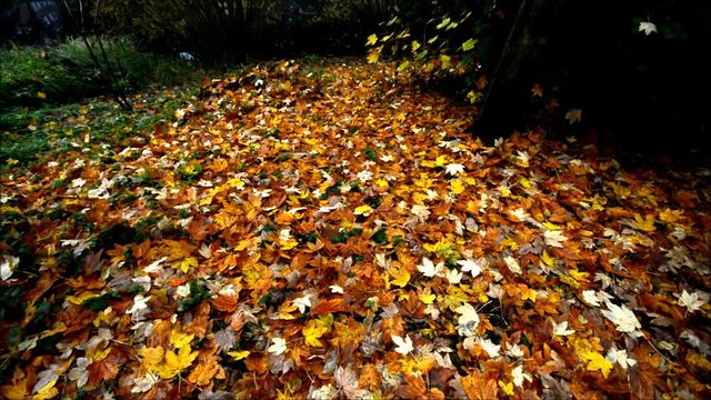 Autumnal Impressions from City Park (Fennsee) in Berlin Wilmersdorf from October 25, 2016, Germany 