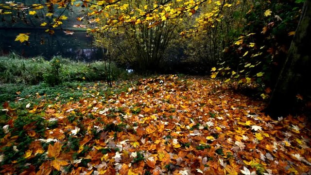 Autumnal Impressions from City Park (Fennsee) in Berlin Wilmersdorf from October 25, 2016, Germany 