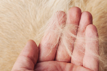 Brown dog fur in human palm