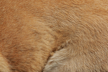 Brown dog fur