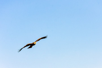 Flying red kite (Milvus milvus)