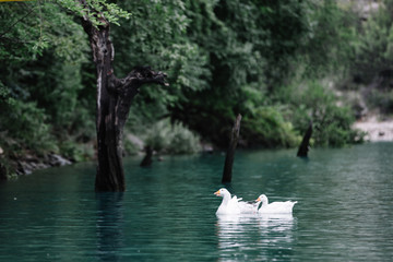 Geese swim in the blue water of the Sulak River near the rocky shore. Sulak Canyon, Dagestan