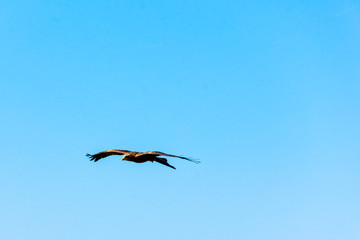 Flying red kite (Milvus milvus)