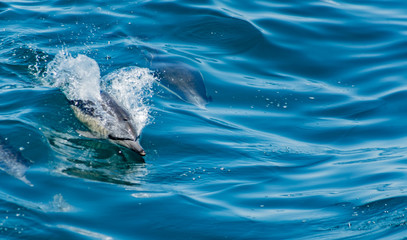 Obraz premium Strąk z delfinami pływającymi i skaczącymi razem. Niebieska woda. Delfiny.