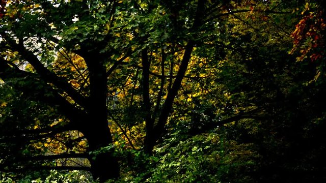 Autumnal Impressions from City Park (Fennsee) in Berlin Wilmersdorf from October 25, 2016, Germany 