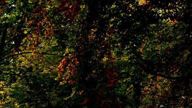 Autumnal Impressions from City Park (Fennsee) in Berlin Wilmersdorf from October 25, 2016, Germany 