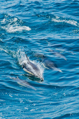 Pod of dolphins swimming and jumping together. Blue water. Dolphins.