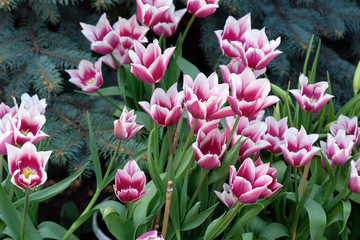 Fototapeta premium Pink tulips with white border. Pink flowers in spring in the garden, top view 