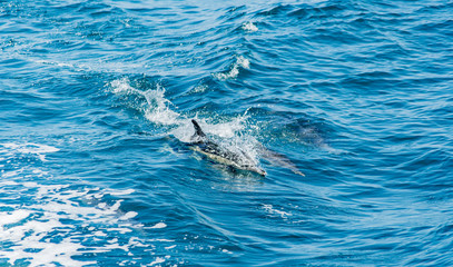 Pod of dolphins swimming and jumping together. Blue water. Dolphins.