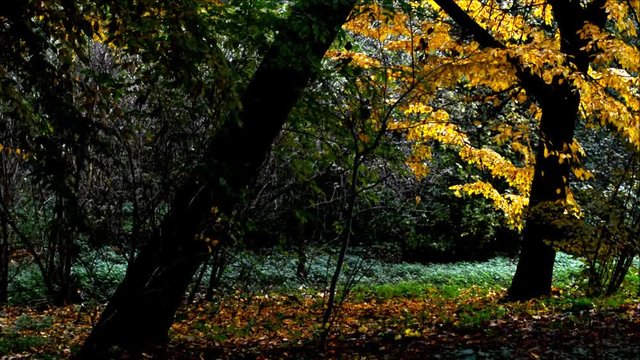 Autumnal Impressions from City Park (Fennsee) in Berlin Wilmersdorf from October 25, 2016, Germany 
