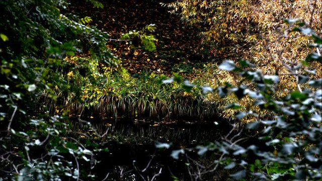 Autumnal Impressions from City Park (Fennsee) in Berlin Wilmersdorf from October 25, 2016, Germany 