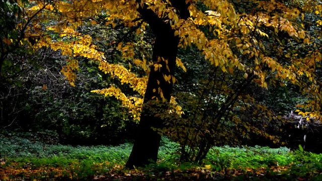 Autumnal Impressions from City Park (Fennsee) in Berlin Wilmersdorf from October 25, 2016, Germany 