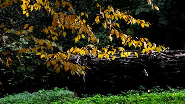 Autumnal Impressions from City Park (Fennsee) in Berlin Wilmersdorf from October 25, 2016, Germany 